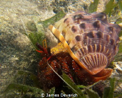 Hermit! by James Deverich 